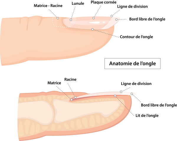schéma d'anatomie de l’ongle