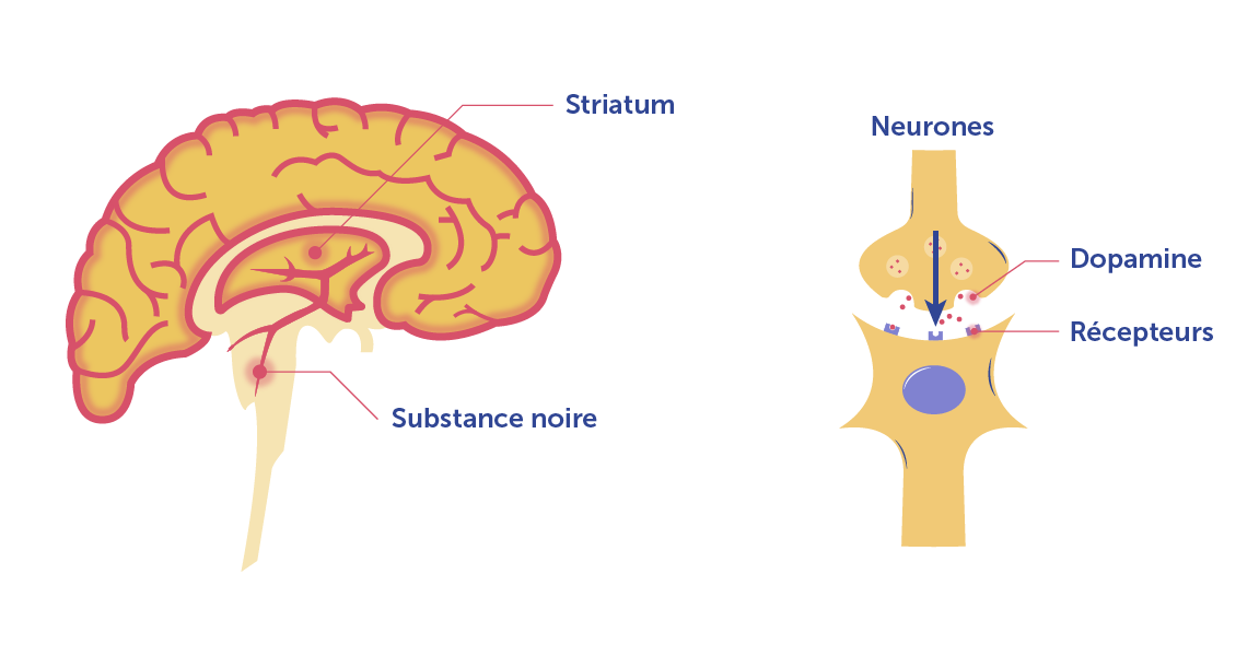 Schéma du cerveau avec la substance noire