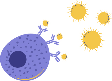  l'allergène va se fixer sur les IgE présents à la surface des mastocytes